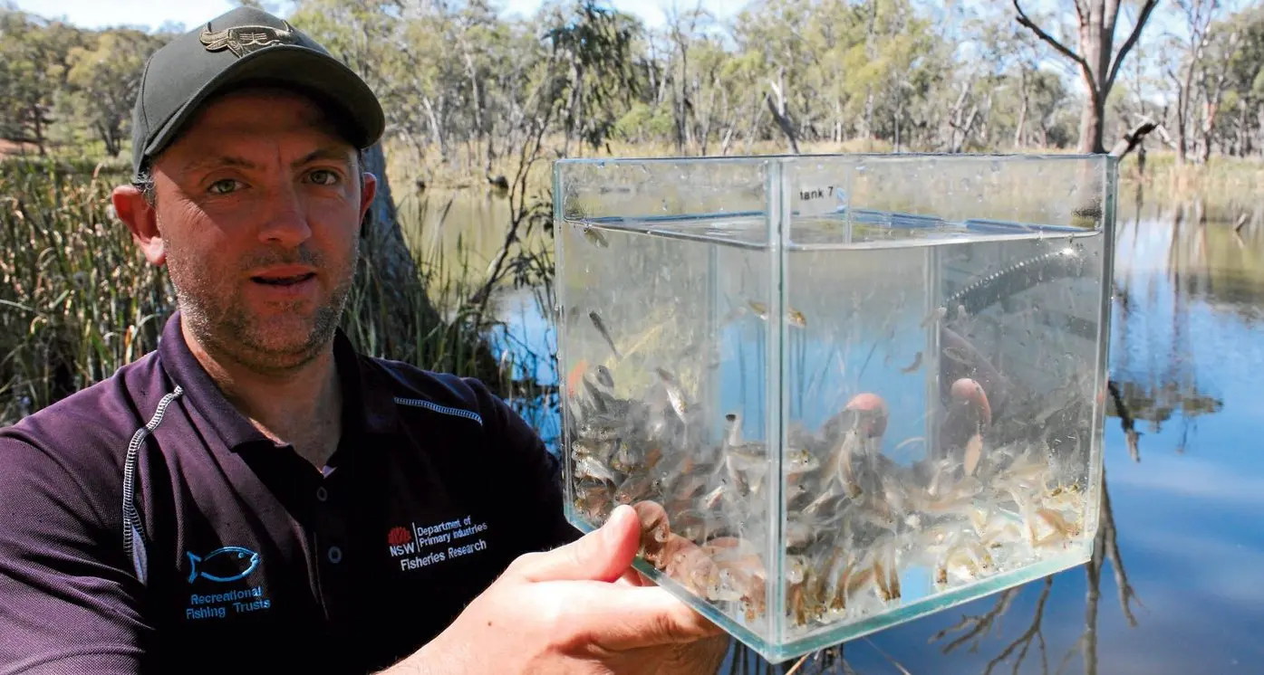 Thousands of fingerlings released into Lake Talbot