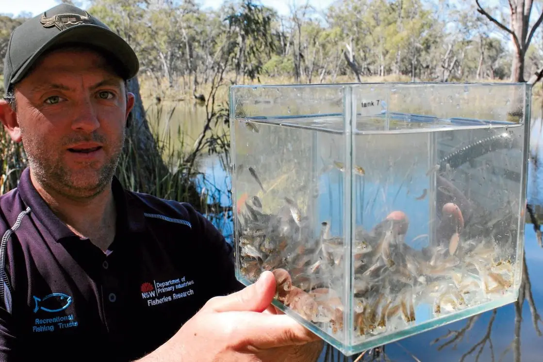 Lachie Jess, NSW DPI, releases 10,000 golden perch fingerlings into Lake Talbot. Photo: Supplied