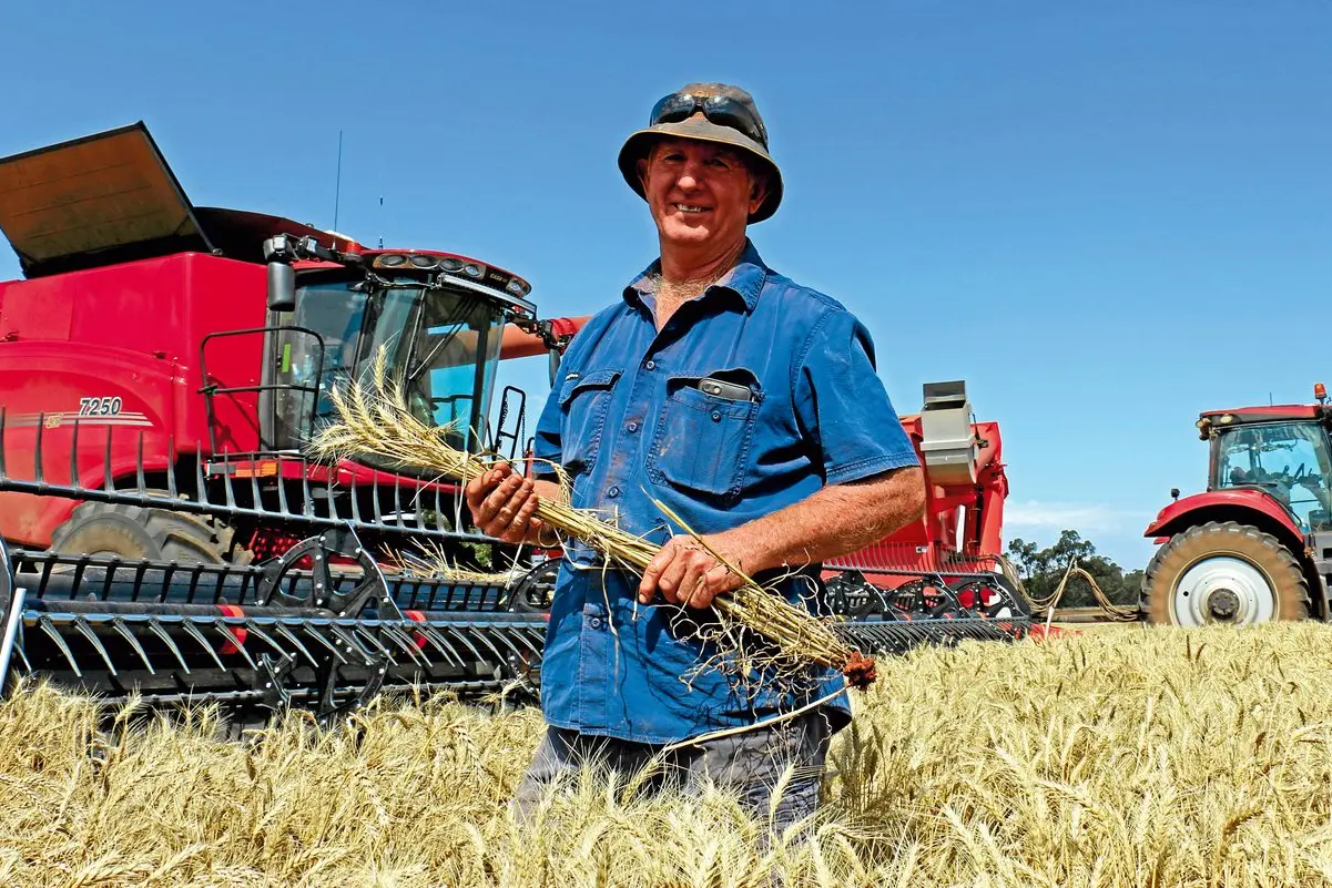 Jeff Savage was busy this week harvesting one of the biggest crops on record. His Beckom wheat had an average yield of 3.5t/ha on his Moombooldool farm. Photo: Kim Woods