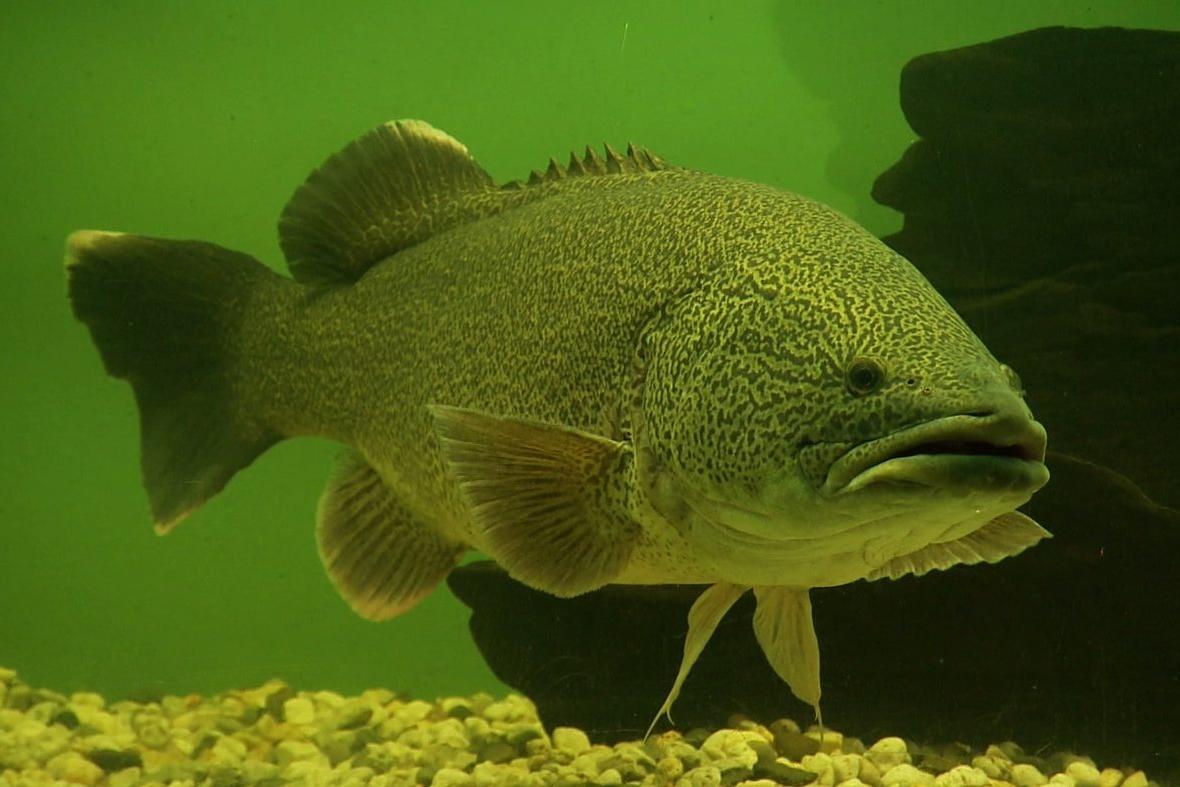 Narrandera Fisheries Centre breaks Murray Cod record