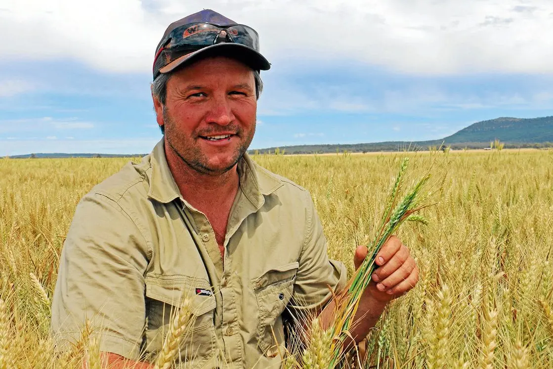 Binya grower Shawn Conlan is expecting to harvest a wheat crop of almost four tonnes a hectare this year. Photo: Kim Woods