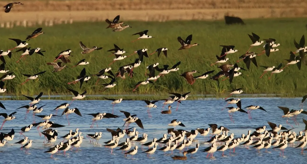 Volunteers wanted for Great Southern Bioblitz