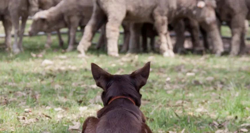 Council warning on roaming dogs after Narrandera livestock attacks