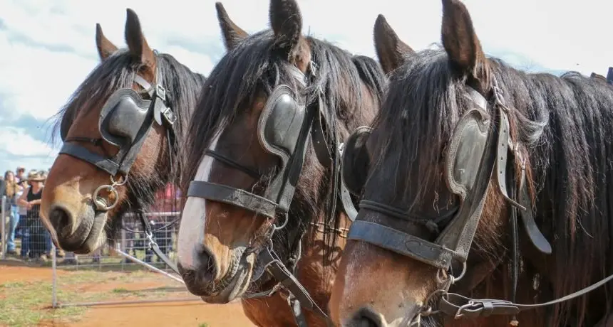 Never a dull moment for mayor