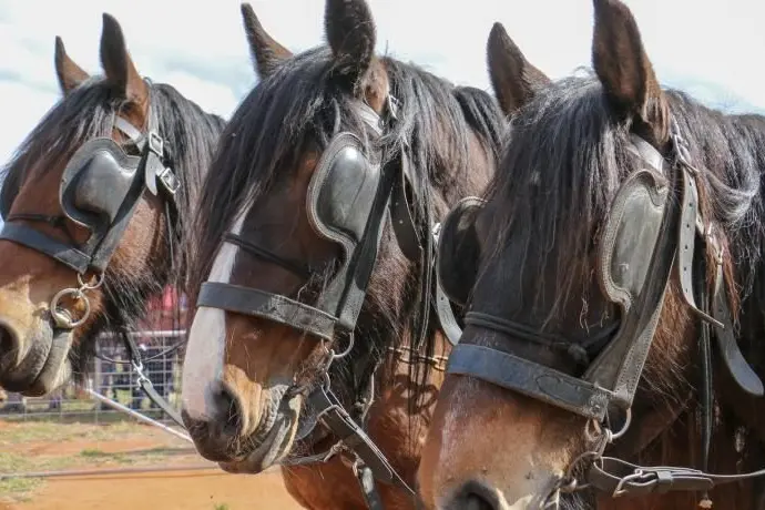 Narrandera Shire Council mayor Neville Kschenka attended the recent Barellan Good Old Days.