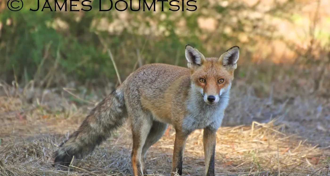 Fox baiting incentive on offer for landholders in Far West NSW