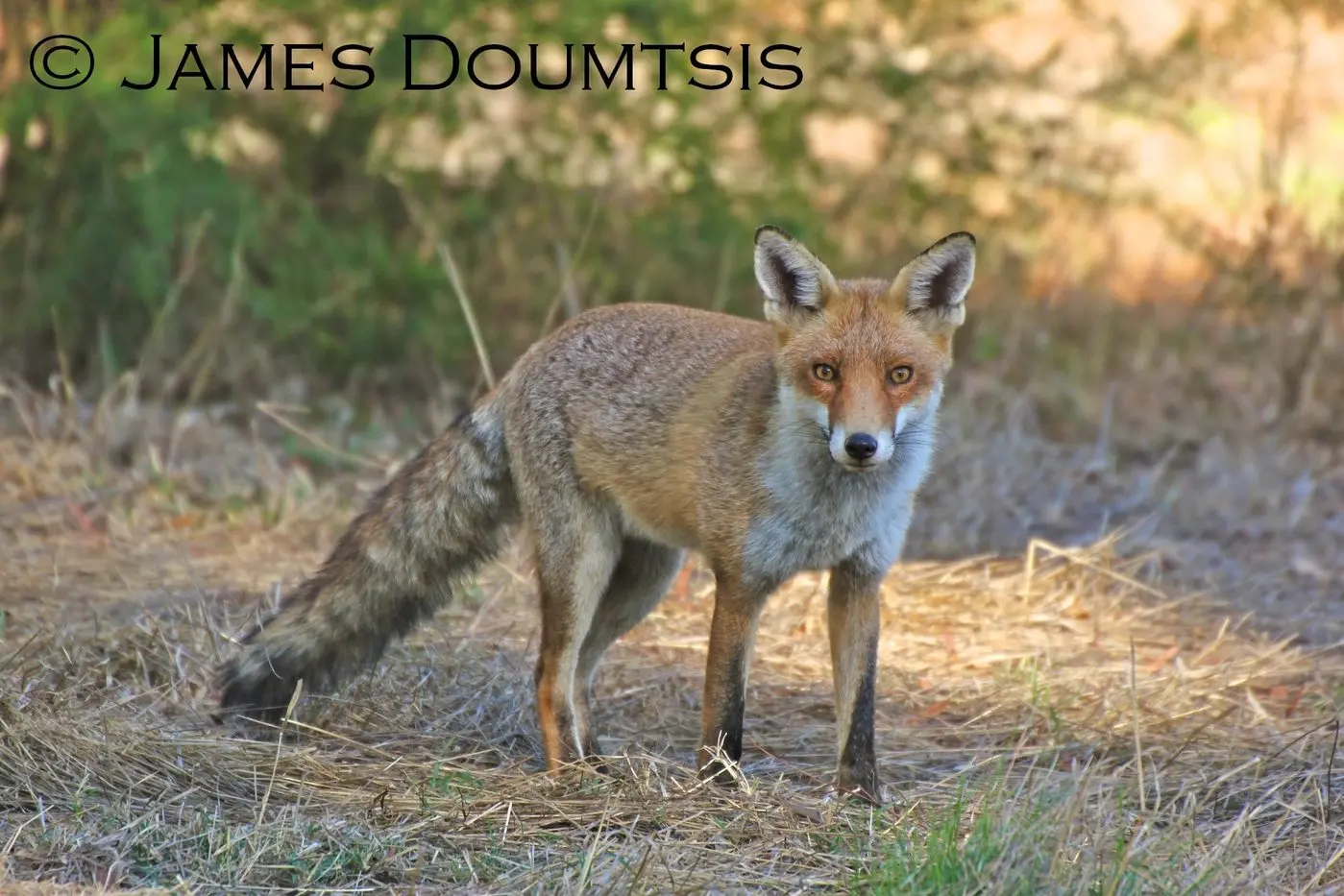 Fox Portrait. \\tPHOTO: James Doumtsis