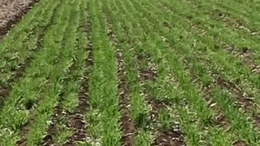 Excitement grows forthe 2025 MIA/Riverina school crop competition