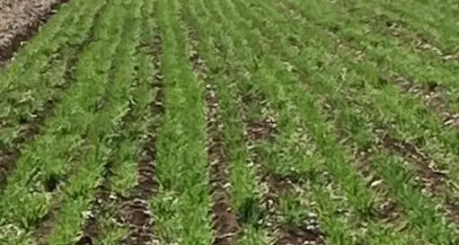 Excitement grows forthe 2025 MIA/Riverina school crop competition