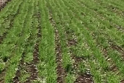 <p>Yanco Ag students have participated in the MIA/Riverina school crop competition.</p>\\n