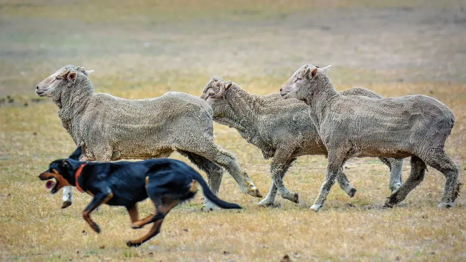 Plan to protect livestockduring bushfire season
