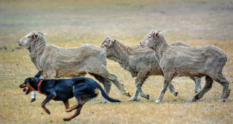 Plan to protect livestockduring bushfire season
