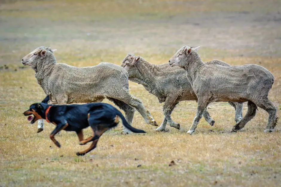<p>This sheep dog would no doubt come in handy when disaster strikes.</p>\\n