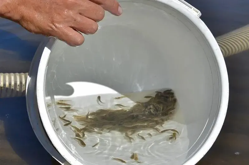 Fishers invited toprovide feedback on rebuilding programsfor fish stocks