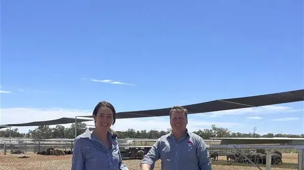 Southern beef and lamb school planned for Wagga Wagga in 2026
