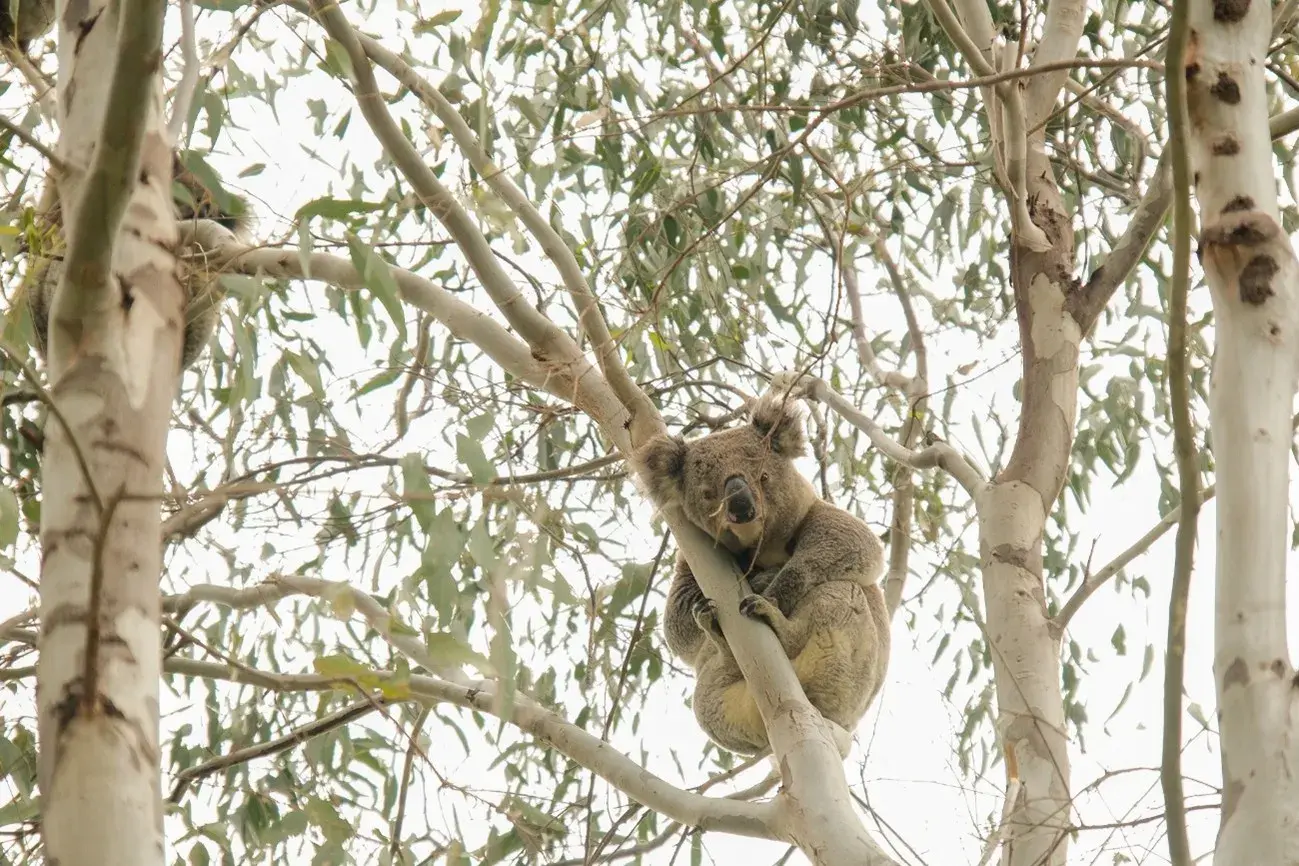 <p>Lindsay Hayes\\u2019 koala legacy to be retained.</p>\\n