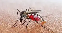 Ross River virus risk linked to warmer temperatures