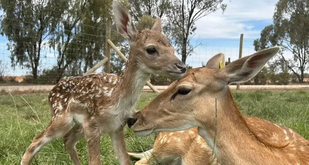 New bub welcomed at Altina Wildlife Park