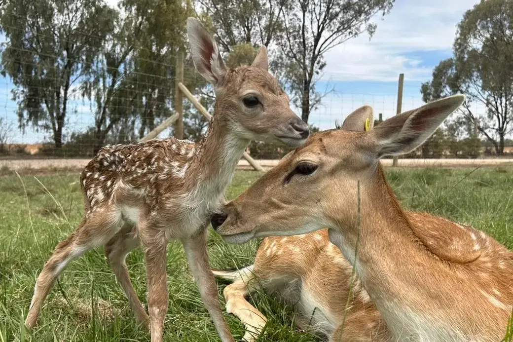 <p>Dotty\\'s baby taking her first steps at Altina Wildlife Park at Darlington Point.</p>\\n