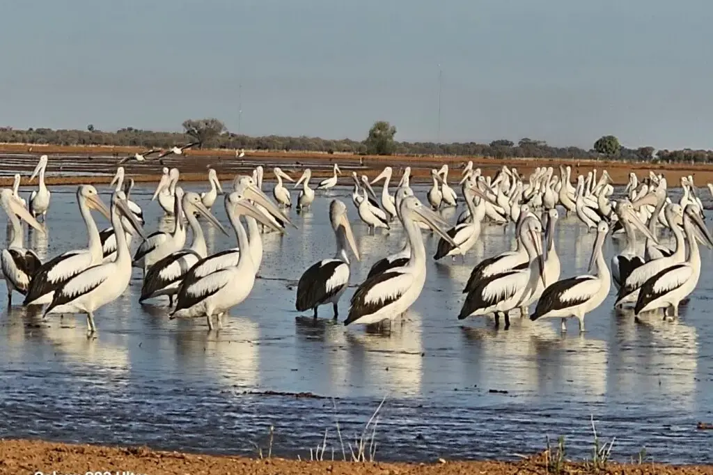 <p>\\u201CDandaloo Farm\\u201D, Conargo.</p>\\n