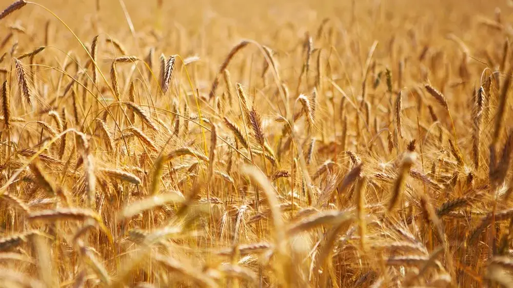 Rainfall guide for non-farmers