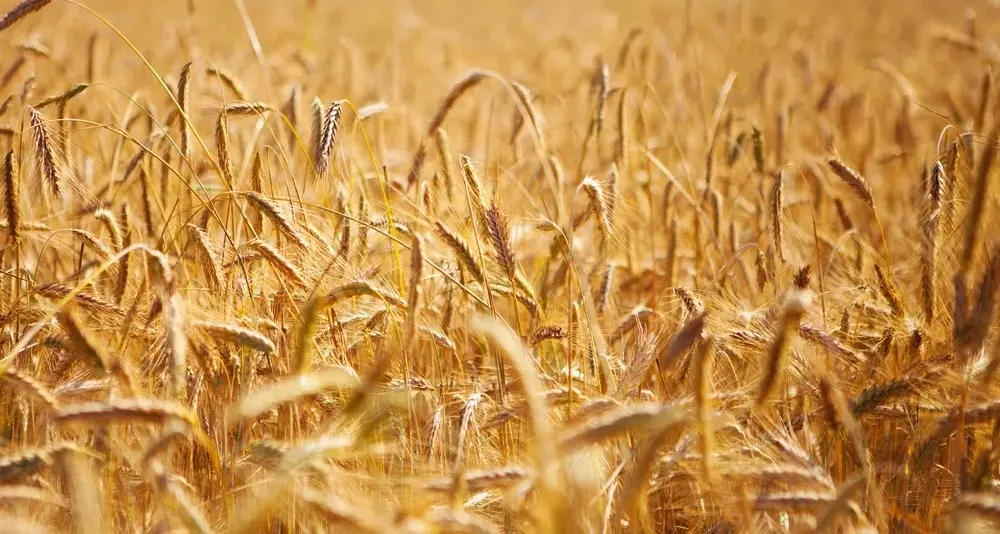 Rainfall guide for non-farmers