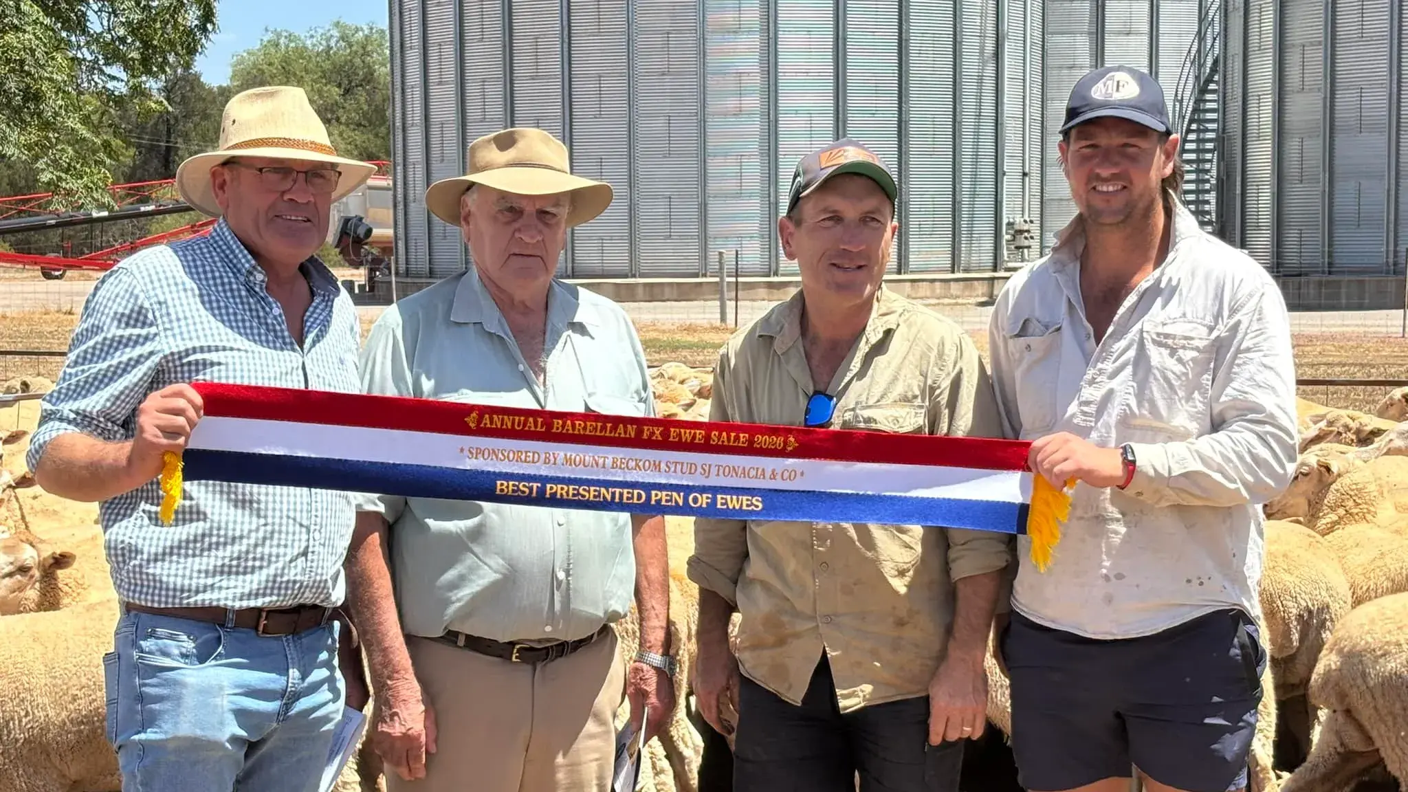 Barellan Breeders ewe sale