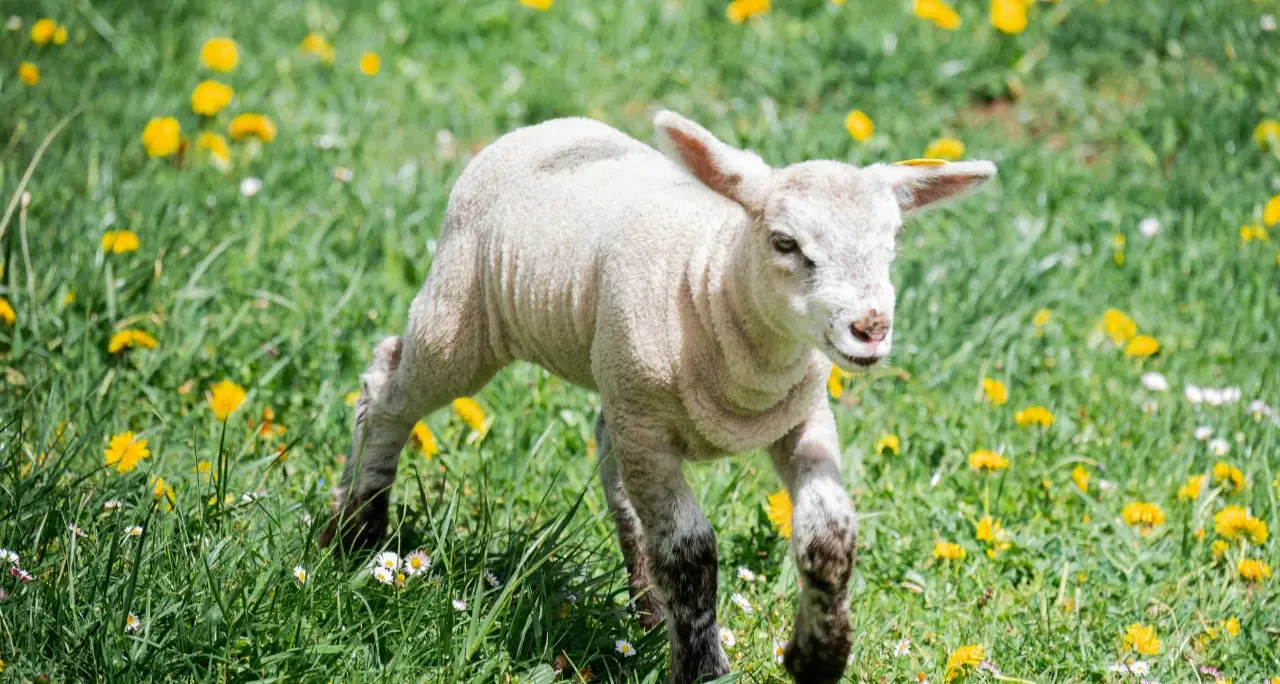 Southern beef and lamb schoolto enhance rural knowledge