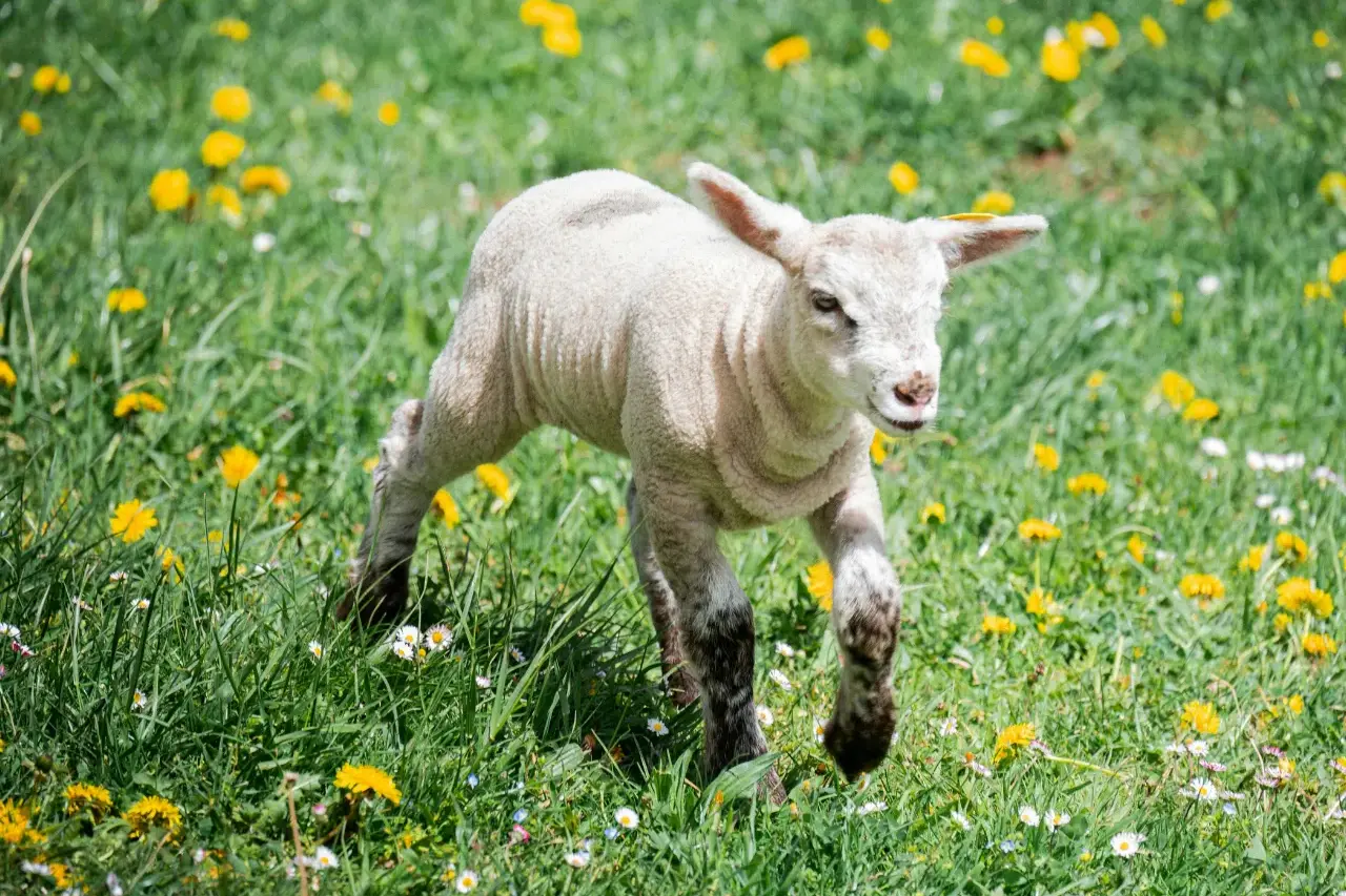 <p>Southern beef  and lamb school was held from 17-19 February.</p>\\n