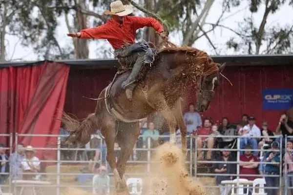 <p>Brad Freund of Narrandera competing in the open Saddle Bronc competition.</p>\\n