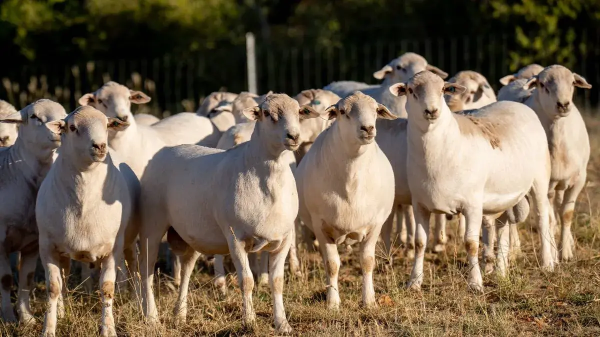 Sheep producers reap the benefits of smaller sale numbers