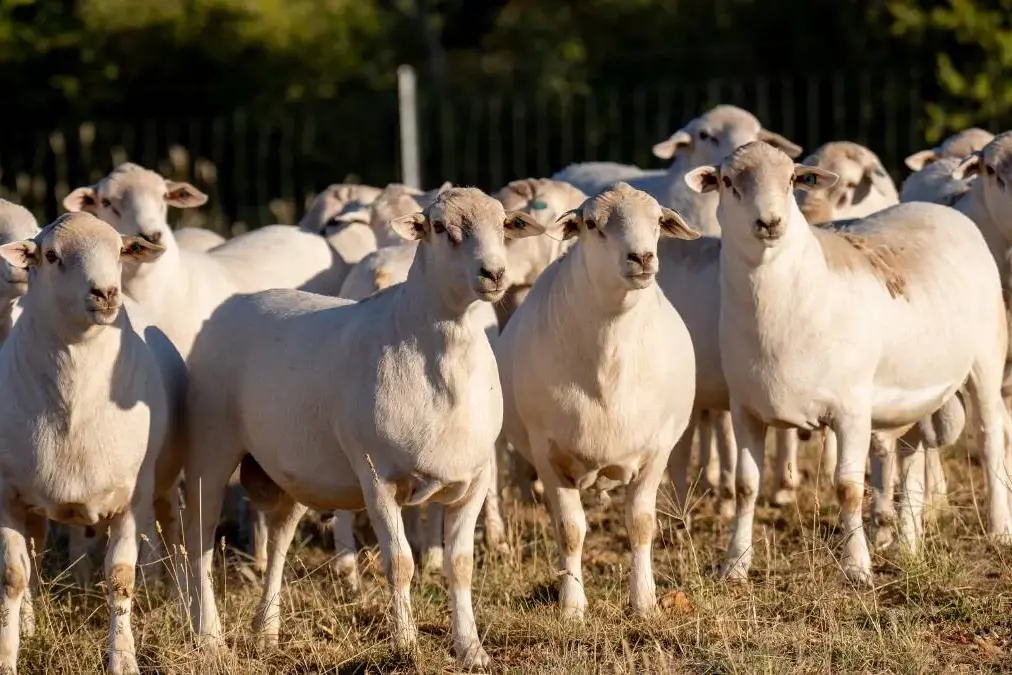 <p>Strong results have been recorded at the recent February first cross ewe and lamb sale.</p>\\n