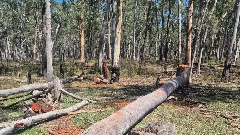 Timber removal impacting habitats