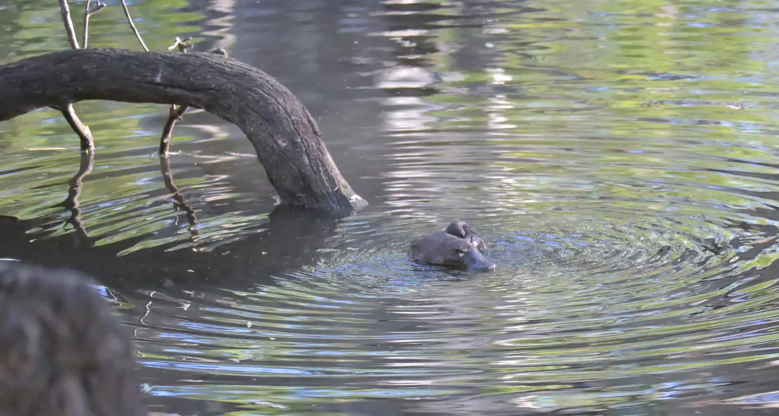 Platypus habitat given a water flow boost