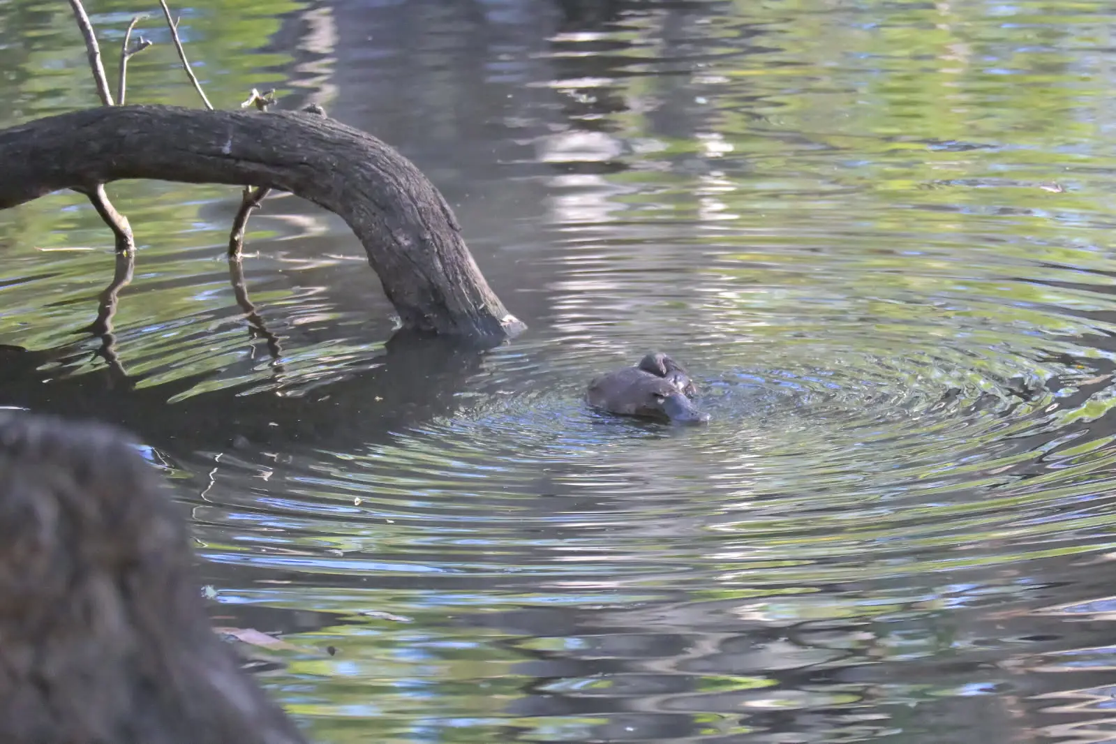 <p>Following advocacy from local Leeton resident Mick McNamara, who has been monitoring platypus activity in the Cudgel Creek for a number of years, delivered a one-off environmental flow.</p>\\n