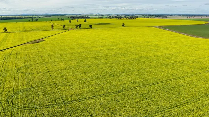 Matong: The small town powering a global harvest