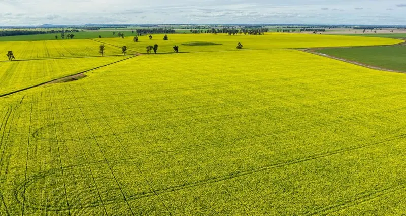 Matong: The small town powering a global harvest