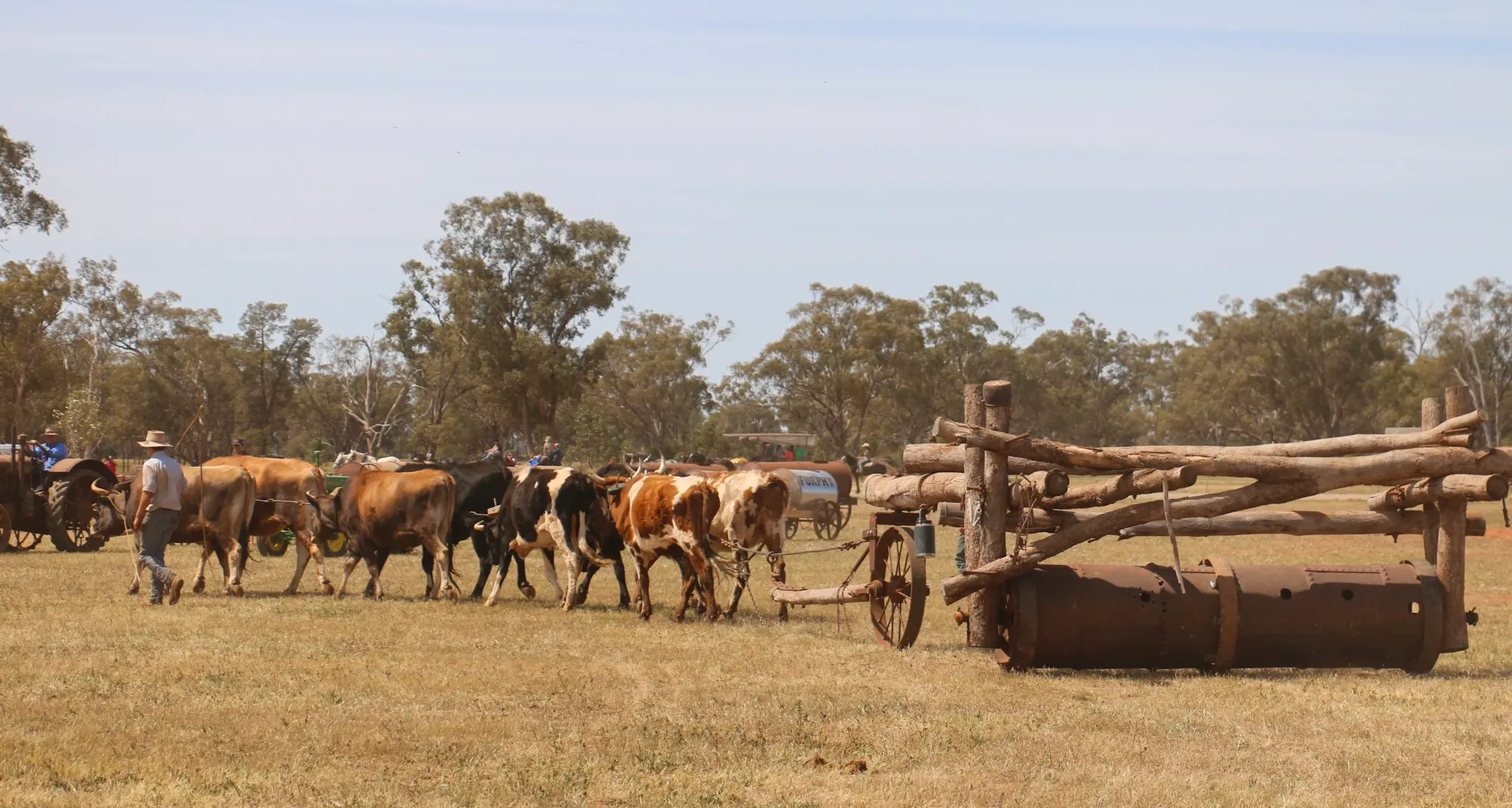 Bullocks in action at Good Old Days Festival
