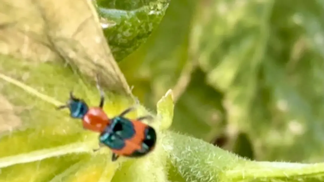 Riverina’s Red and Blue Beetles good for farmers