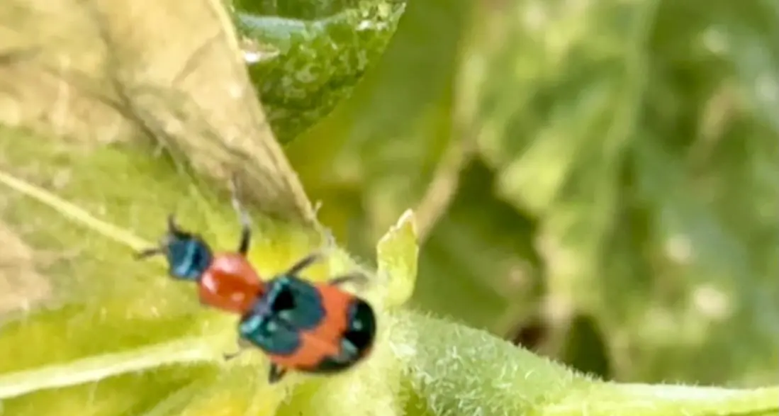 Riverina’s Red and Blue Beetles good for farmers