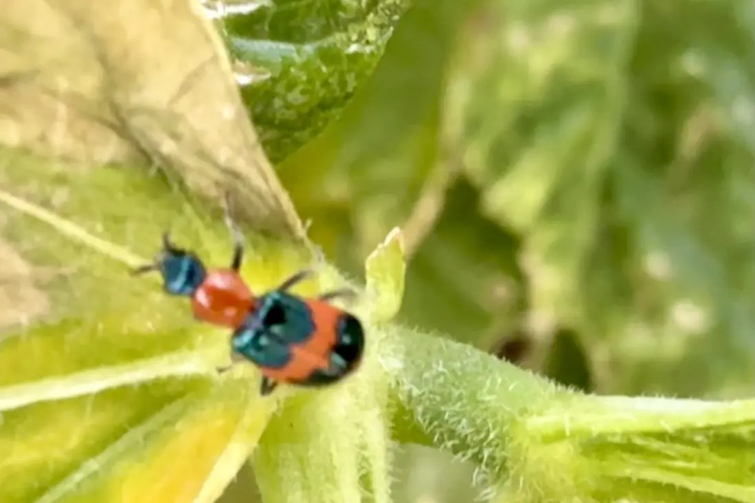 <p>The Red and Blue Beetle prey on annoying grain and tomato pests. Loved by the cotton industry and local gardeners, it\\u2019s an Australian native, so don\\u2019t kill it.  PHOTO: Marguerite McKinnon.</p>\\n
