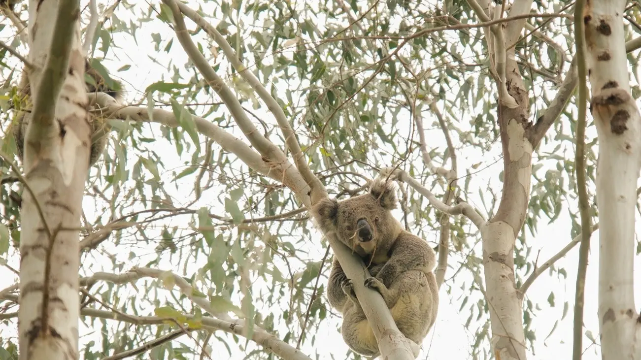 Narrandera’s koalas strengthen landmark NSW research