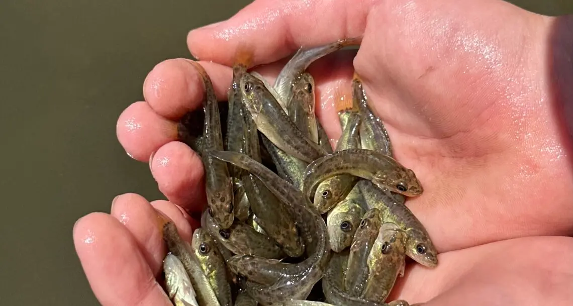 Feedback sought on NSW Freshwaterimpoundment fish stocking plan