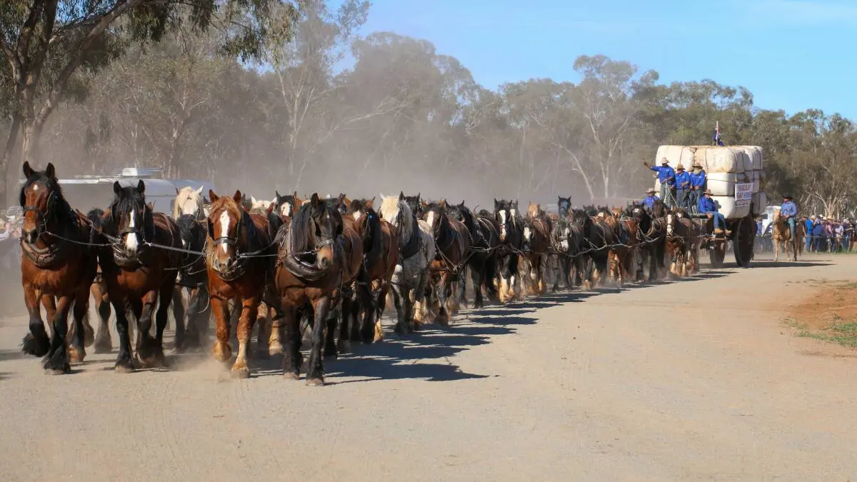 Teamster prepares horse team for Barellan Good Old Days Festival