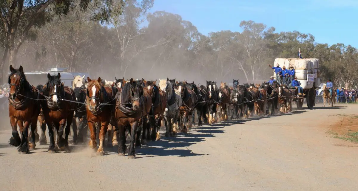 Teamster prepares horse team for Barellan Good Old Days Festival