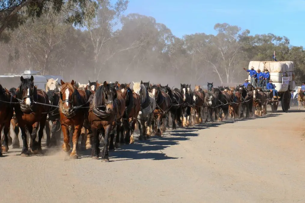 <p>The record team of 62 horses pulls a wagon at Barellan. PHOTO: Kim Woods</p>\\n