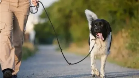 Increase in roaming dogs across Narrandera Shire