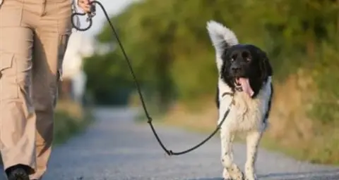 Increase in roaming dogs across Narrandera Shire