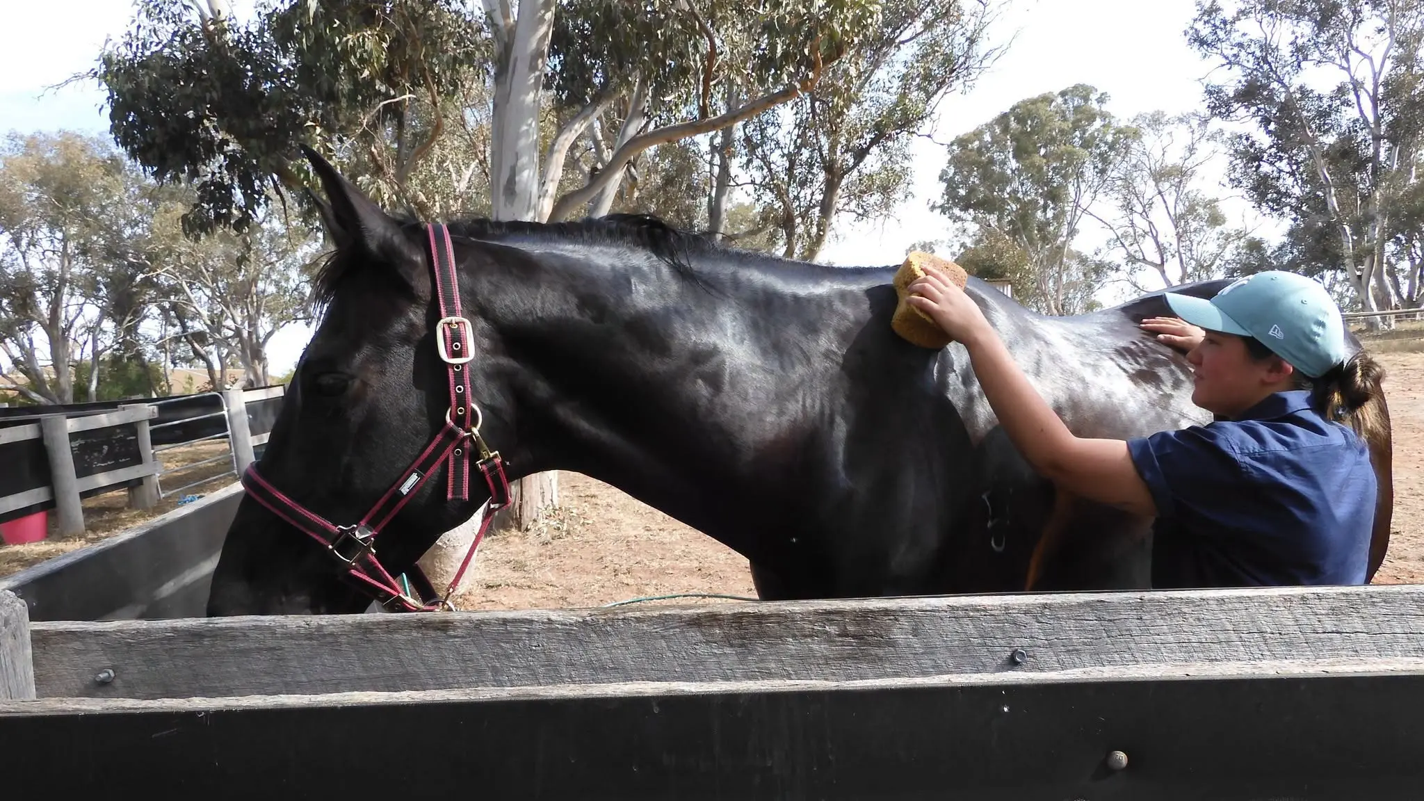 Certificate III in Horse Care - Turn your passion for horses into a career
