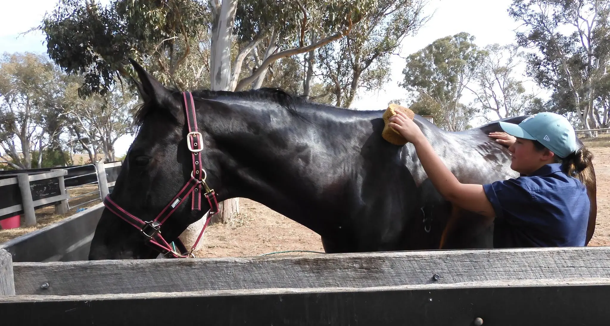 Certificate III in Horse Care - Turn your passion for horses into a career